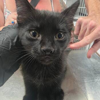 Gordito -  Domestic Short Hair Cat for Adoption in Duncan, Oklahoma - Gordito | PetCurious