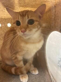 Domestic Short Hair Cats Available for Adoption - A794439 | PetCurious