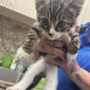 Liam -  Domestic Short Hair Cat for Adoption in Dickinson, Texas - Liam | PetCurious