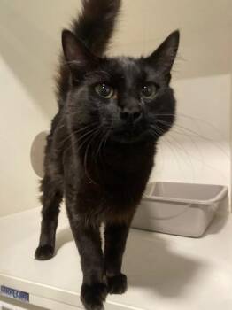 Domestic Medium Hair Cats Available for Adoption in Port Alberni, British Columbia - Bambam | PetCurious
