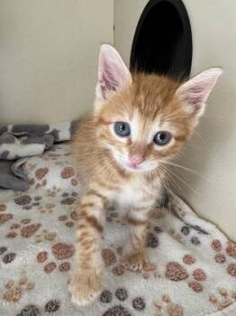 Domestic Medium Hair and Domestic Short Hair Cats Available for Adoption in New Orleans, Louisiana - Feline Dion | PetCurious