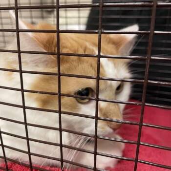 Toasty -  Domestic Medium Hair Cat for Adoption in Chicago, Illinois - Toasty | PetCurious