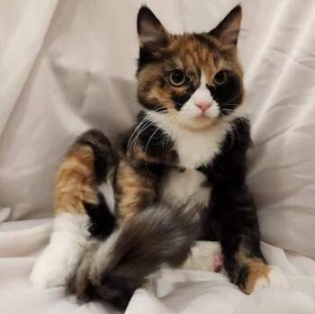 Rosalita -  Calico and Domestic Short Hair Cat for Adoption in Sacramento, California - Rosalita | PetCurious