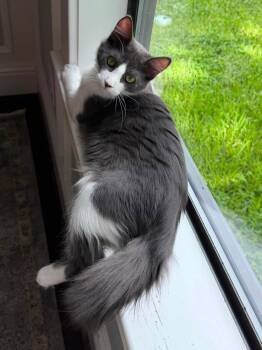 Flerf -  Domestic Medium Hair Cat for Adoption in Houston, Texas - Flerf | PetCurious