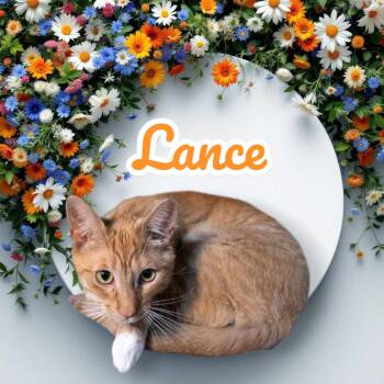 Rescue Domestic Short Hair Cats for Adoption in Lapeer, Michigan - Lance | PetCurious