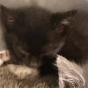 Hooper -  Domestic Short Hair Cat for Adoption in Evansville, Indiana - Hooper | PetCurious