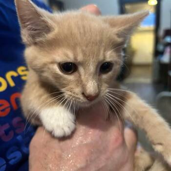 Seamus -  Domestic Short Hair Cat for Adoption in Johnstown, Pennsylvania - Seamus | PetCurious