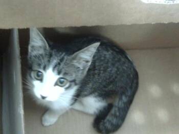 BERRY -  Domestic Short Hair Cat for Adoption in Dallas, Texas - BERRY | PetCurious