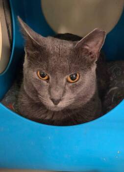 Fv-Grey Ghost -  Domestic Short Hair Cat for Adoption in Windsor, Connecticut - Fv-Grey Ghost | PetCurious