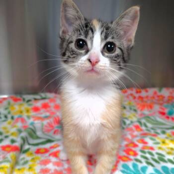 Bellissima -  Domestic Short Hair Cat for Adoption in Michigan City, Indiana - Bellissima | PetCurious