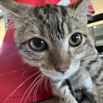Solas fka Apollo -  Domestic Short Hair Cat for Adoption in Leander, Texas - Solas Fka Apollo | PetCurious