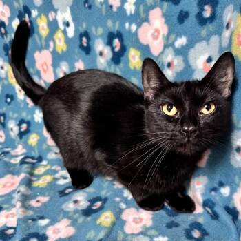 Domestic Short Hair Cats Available for Adoption in Waterloo, Iowa - Grimlin | PetCurious