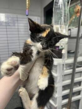 Marge -  Domestic Short Hair Cat for Adoption in West Chester, Pennsylvania - Marge | PetCurious