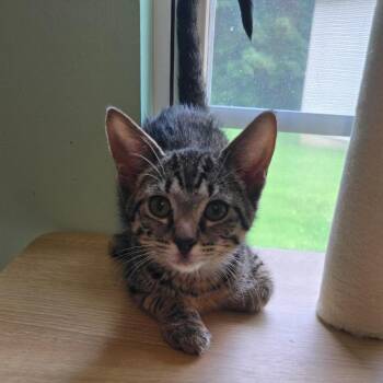 Ava -  Domestic Short Hair Cat for Adoption in Warrensburg, Missouri - Ava | PetCurious