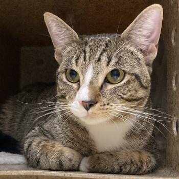 Rescue Domestic Medium Hair Cats for Adoption in Philadelphia, Pennsylvania - Bali | PetCurious