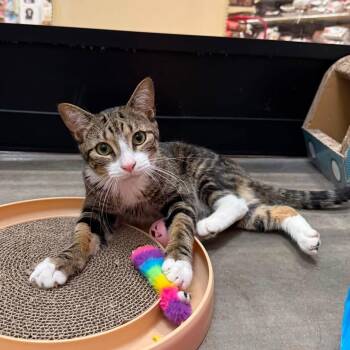 Ozzy -  Domestic Short Hair Cat for Adoption in Chandler, Arizona - Ozzy | PetCurious