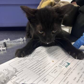 Davina -  Domestic Short Hair Cat for Adoption in Summerville, South Carolina - Davina | PetCurious