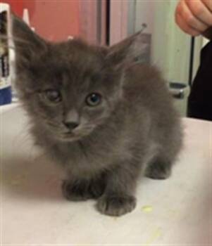 Rescue Domestic Short Hair Cats for Adoption in Thousand Palms, California - PHOEBE | PetCurious