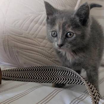 Colt -  Domestic Short Hair Cat for Adoption in League City, Texas - Colt | PetCurious
