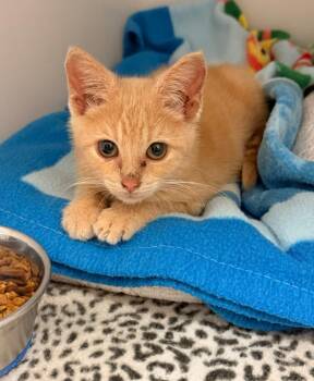 Ember -  Domestic Short Hair Cat for Adoption in Blountville, Tennessee - Ember | PetCurious