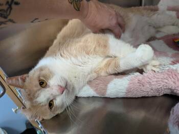 American Bobtail and Domestic Short Hair Cats Available for Adoption in Cleburne, Texas - Orange Bob | PetCurious