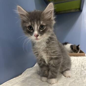 RedBull -  Domestic Long Hair Cat for Adoption in Cheyenne, Wyoming - RedBull | PetCurious