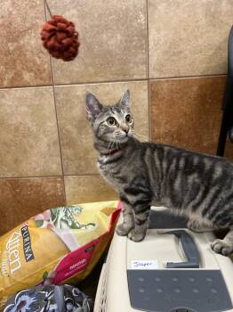 Rescue Domestic Short Hair Cats for Adoption in Honeoye, New York - Jasmin | PetCurious