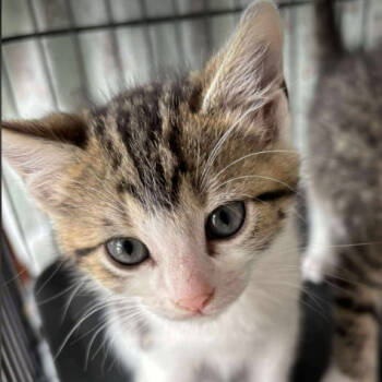 Rescue Domestic Short Hair Cats for Adoption in Nashville, Tennessee - Fauna | PetCurious