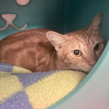 Tommy Two Toes -  Domestic Short Hair Cat for Adoption in Titusville, Florida - Tommy Two Toes | PetCurious