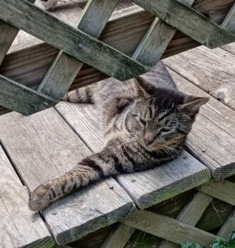 Rescue Domestic Short Hair Cats for Adoption in Cromwell, Kentucky - Earl | PetCurious