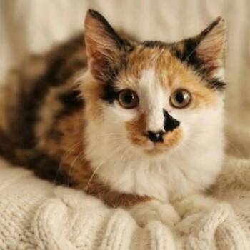 Cece -  Calico Cat for Adoption in Wyandotte, Michigan - Cece | PetCurious