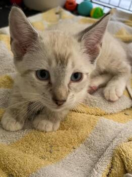 Spice -  Domestic Short Hair Cat for Adoption - Spice | PetCurious