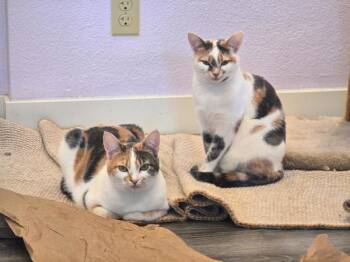 Mira -  Domestic Short Hair Cat for Adoption in Vancouver, Washington - Mira | PetCurious
