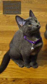 Rescue Domestic Short Hair Cats for Adoption in North Brunswick Township, New Jersey - Booberry | PetCurious