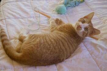 Rescue Domestic Short Hair Cats for Adoption in Roachdale, Indiana - Ghost | PetCurious