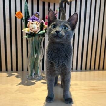 Smokey Joe -  Domestic Short Hair Cat for Adoption in Burnaby, British Columbia - Smokey Joe | PetCurious