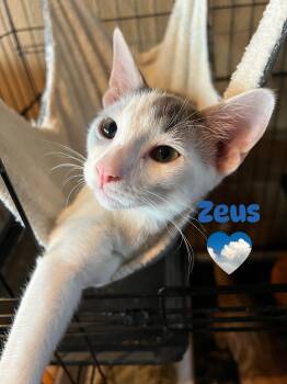 Rescue Domestic Short Hair Cats for Adoption in Villa Park, California - Zeus | PetCurious