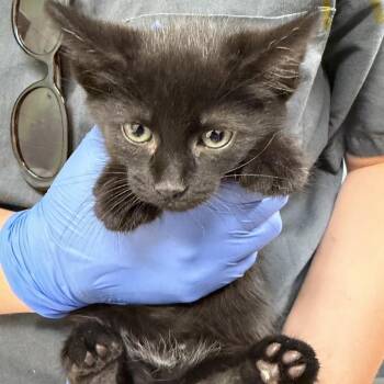 Romaine -  Domestic Short Hair Cat for Adoption in Charlottesville, Virginia - Romaine | PetCurious