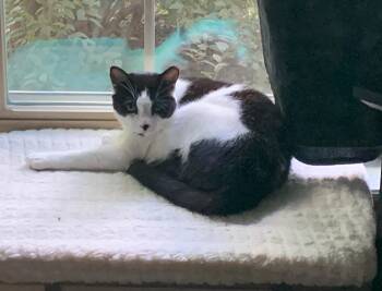 Tuxedo Cats Available for Adoption - Cindy | PetCurious