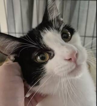 Rescue Domestic Short Hair Cats for Adoption in Clymer, Pennsylvania - Hank | PetCurious