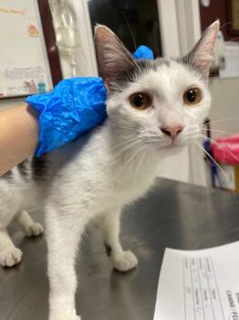 Miss Whiskerbottoms -  Domestic Short Hair Cat for Adoption in Fall River, Massachusetts - Miss Whiskerbottoms | PetCurious