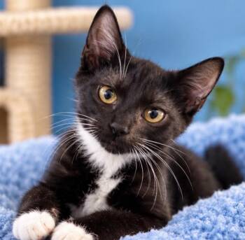 DERRICK -  Domestic Short Hair Cat for Adoption in Margate, Florida - DERRICK | PetCurious