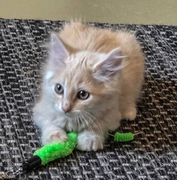 Joanie -  Domestic Long Hair Cat for Adoption in Mineral Point, Wisconsin - Joanie | PetCurious