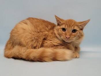Julius -  Domestic Medium Hair and Domestic Short Hair Cat for Adoption in Golden Valley, Minnesota - Julius | PetCurious