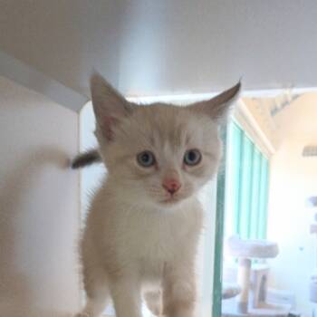 Rescue American Shorthair Cats for Adoption in Reno, Nevada - Freesia | PetCurious