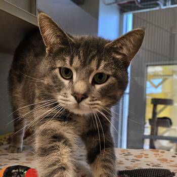 Domestic Short Hair Cats Available for Adoption in Cedar Rapids, Iowa - Brew | PetCurious