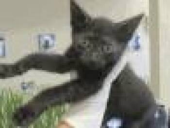 Rescue Domestic Short Hair Cats for Adoption in Daytona Beach, Florida - Google | PetCurious