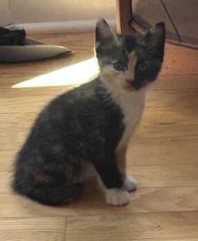 Dolly -  Calico and Domestic Short Hair Cat for Adoption in Buford, Georgia - Dolly | PetCurious