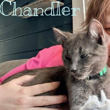 Domestic Short Hair Cats Available for Adoption in Syracuse, New York - Chandler | PetCurious