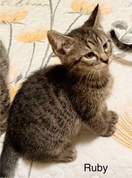 Rescue Domestic Short Hair Cats for Adoption in Blaine, Minnesota - Ruby | PetCurious